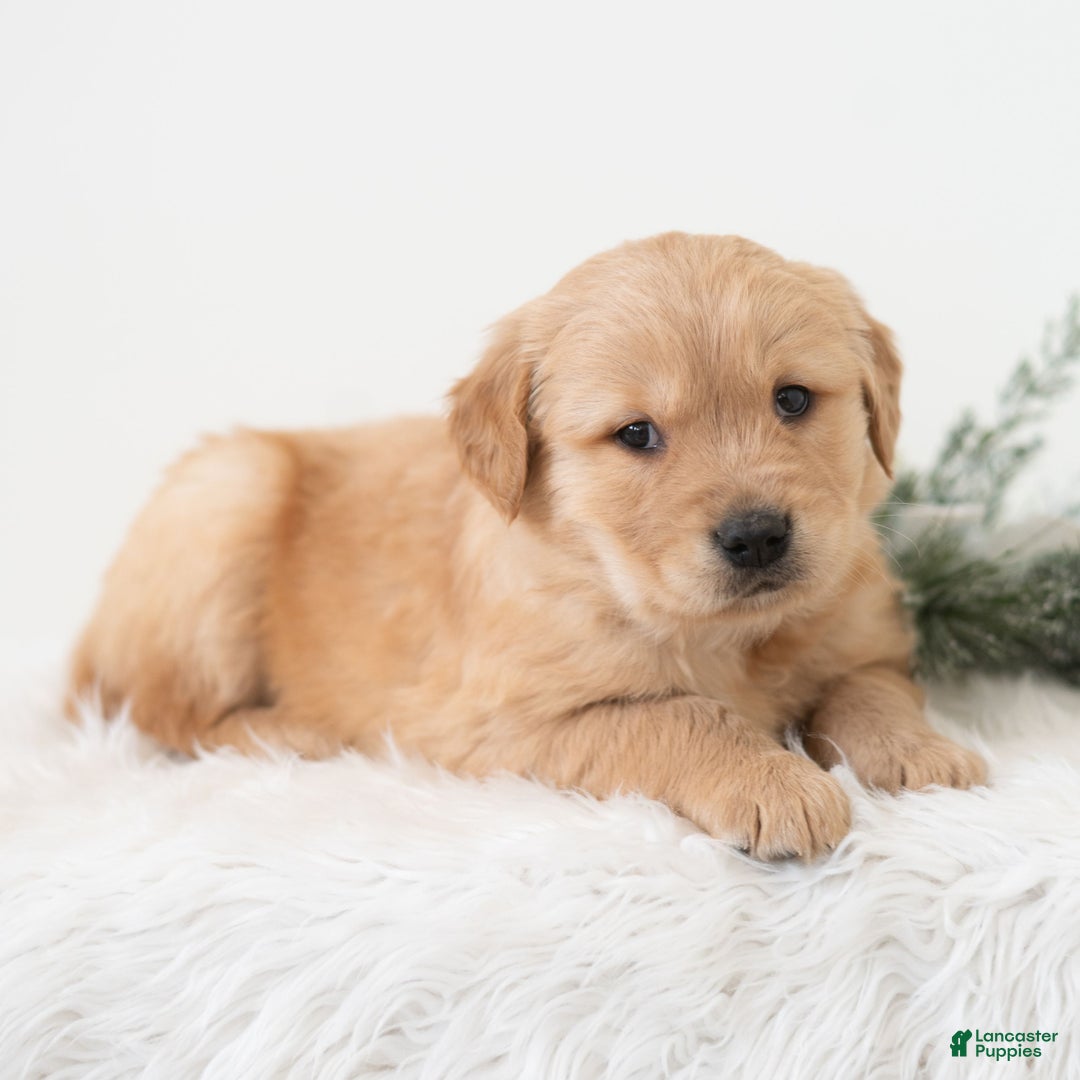 Golden Retriever dogs for sale: Pixar - Ad 2