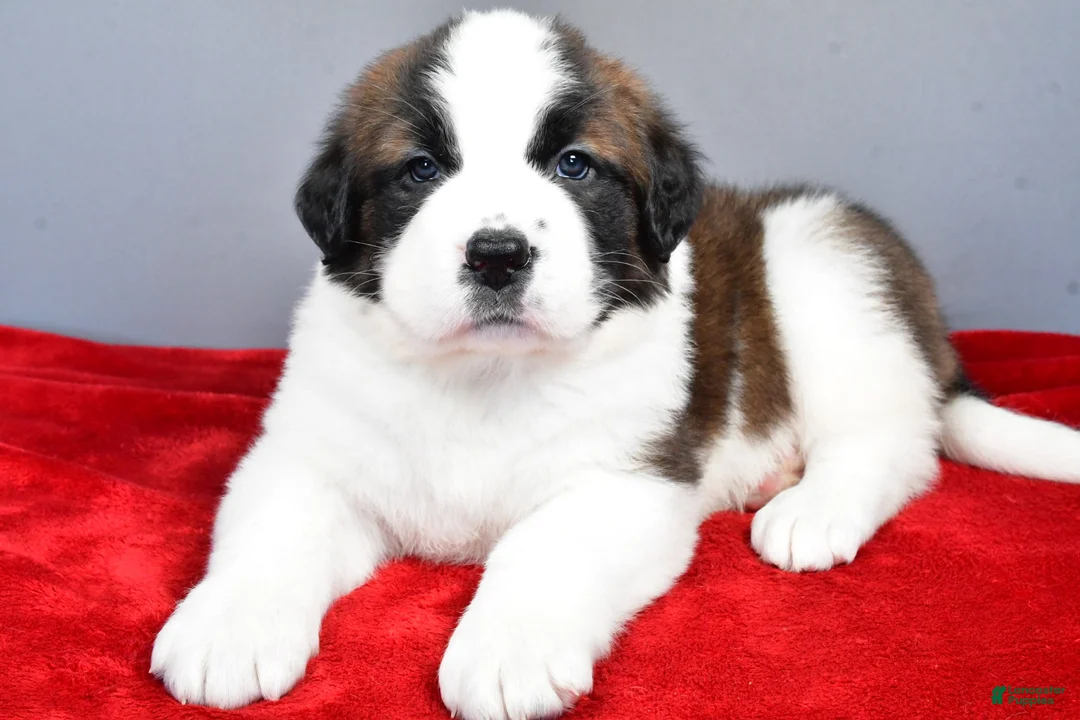 Saint Bernard dogs for sale: angel - Ad 5