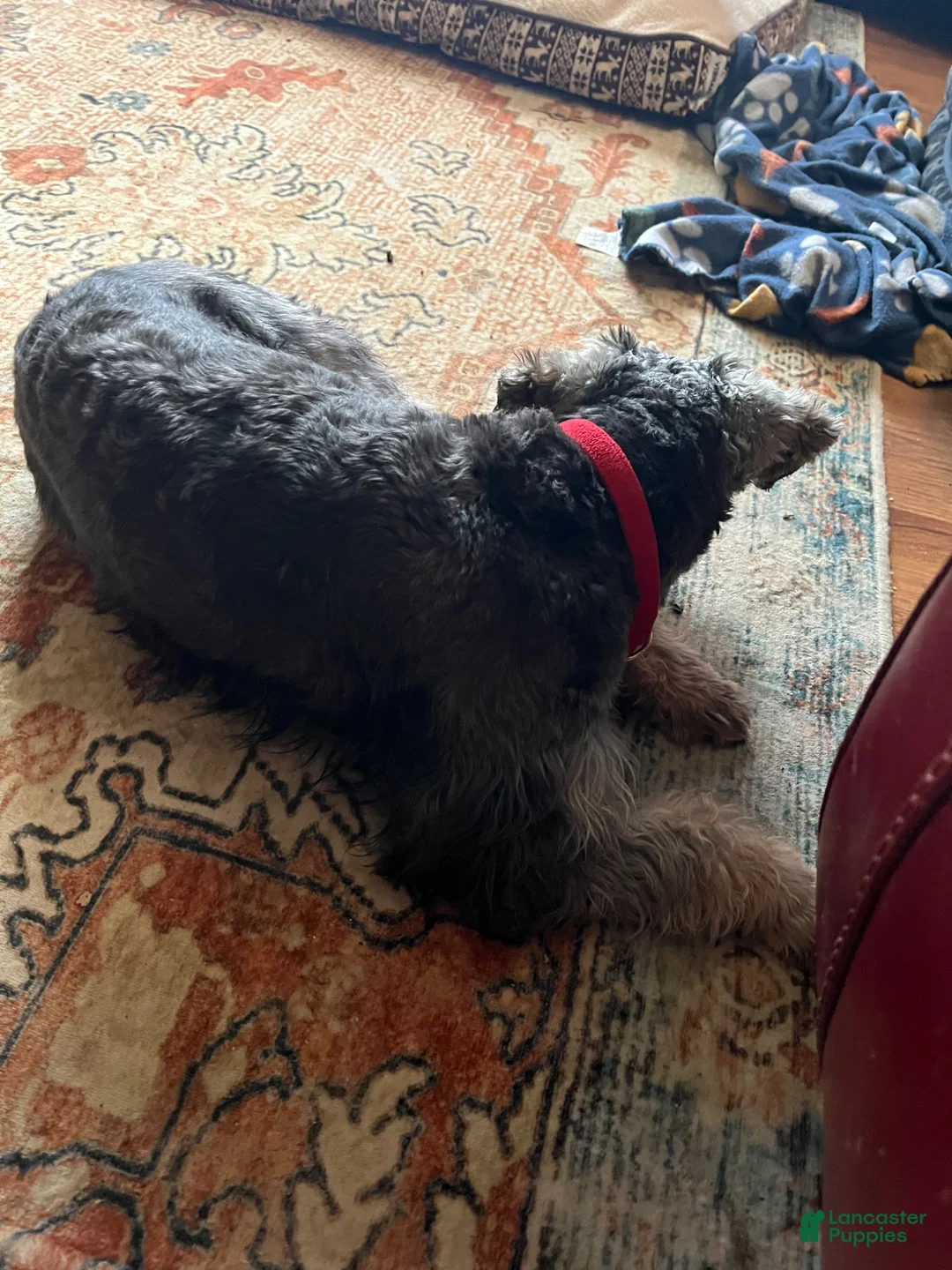 Miniature Schnauzer dogs for sale: Jack sparrow - Ad 13