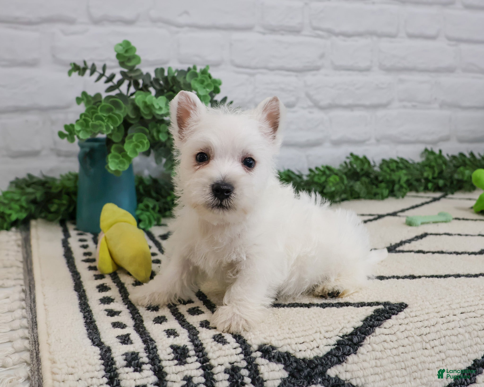 West Highland Terrier dogs Lemuel - Ad 4