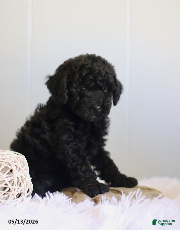 Cavapoo dogs Leslie - Ad 2