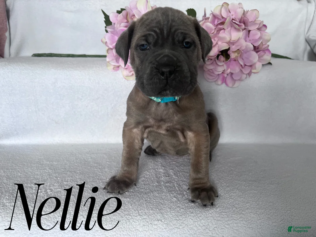 Cane Corso dogs for sale: Nikki - Ad 70