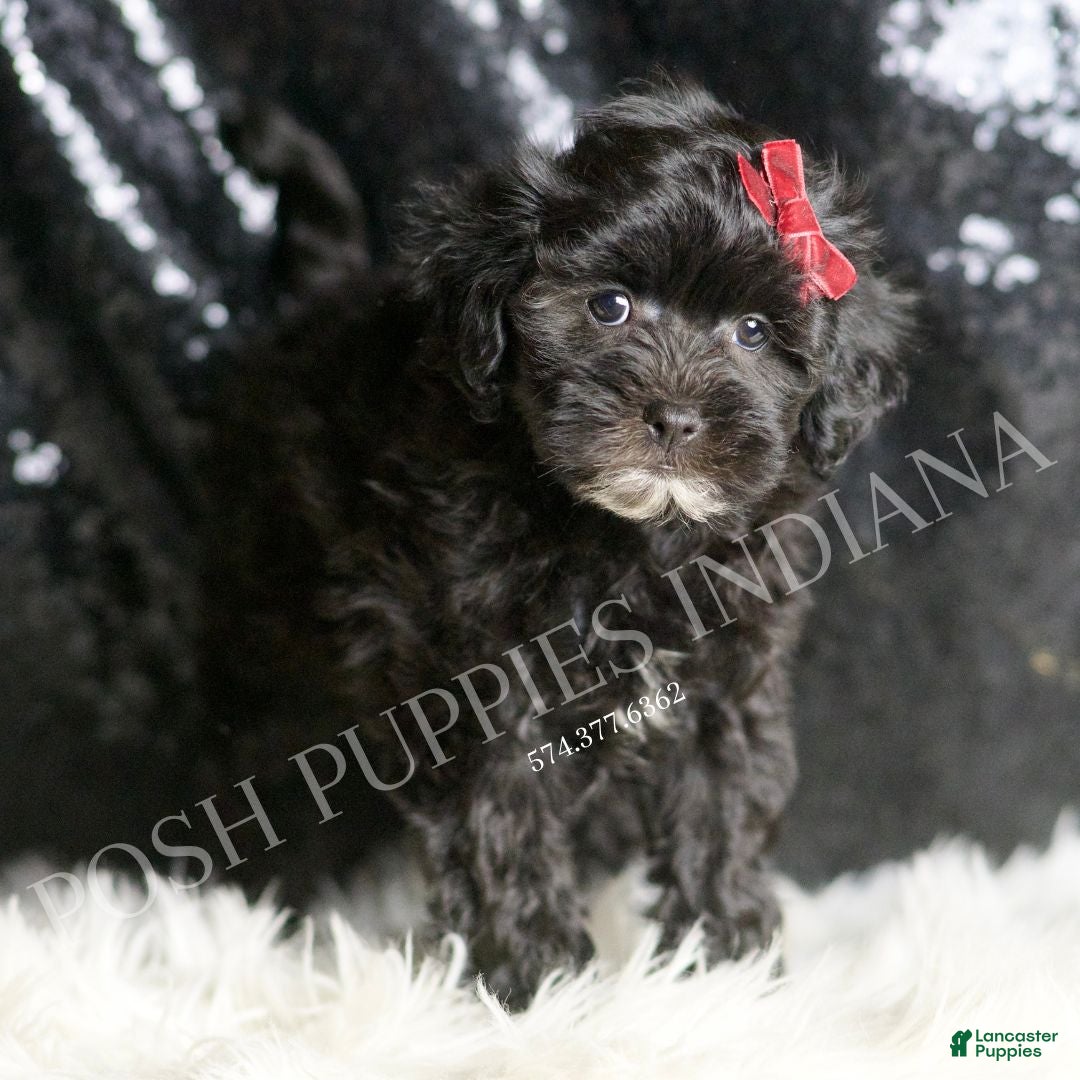 Maltipoo dogs for sale: Gladys - Ad 5
