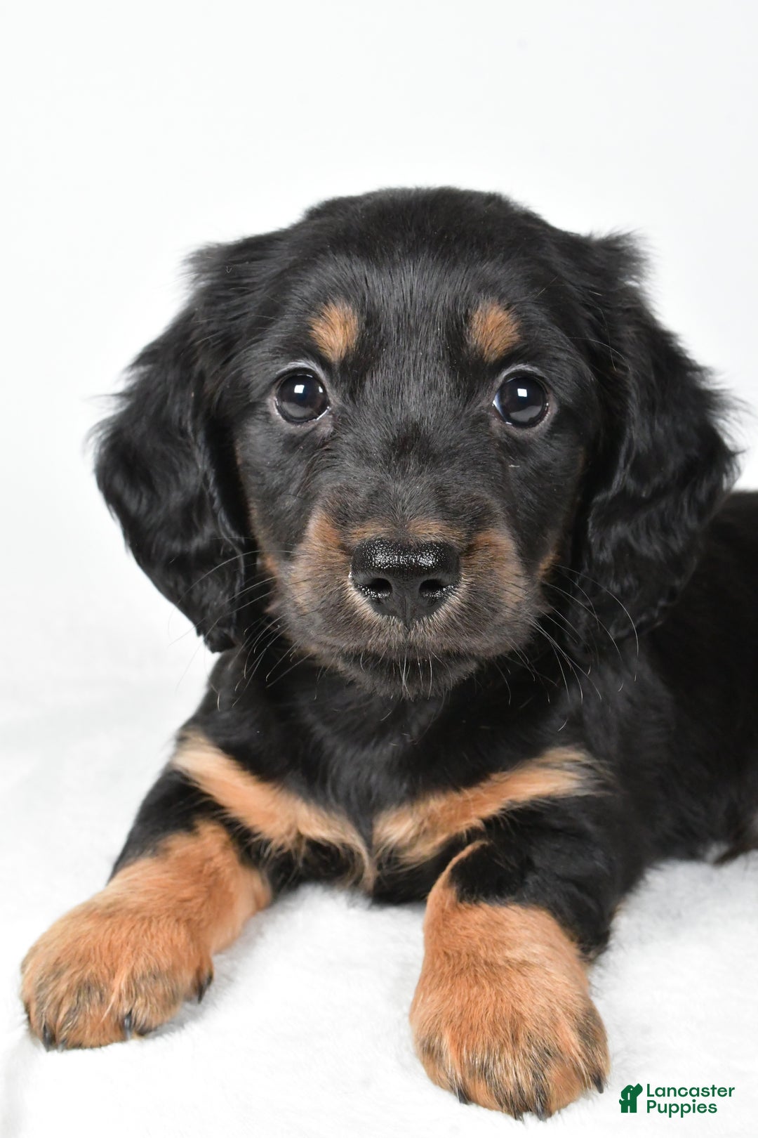 Miniature Dachshund dogs for sale: Dante - Ad 3