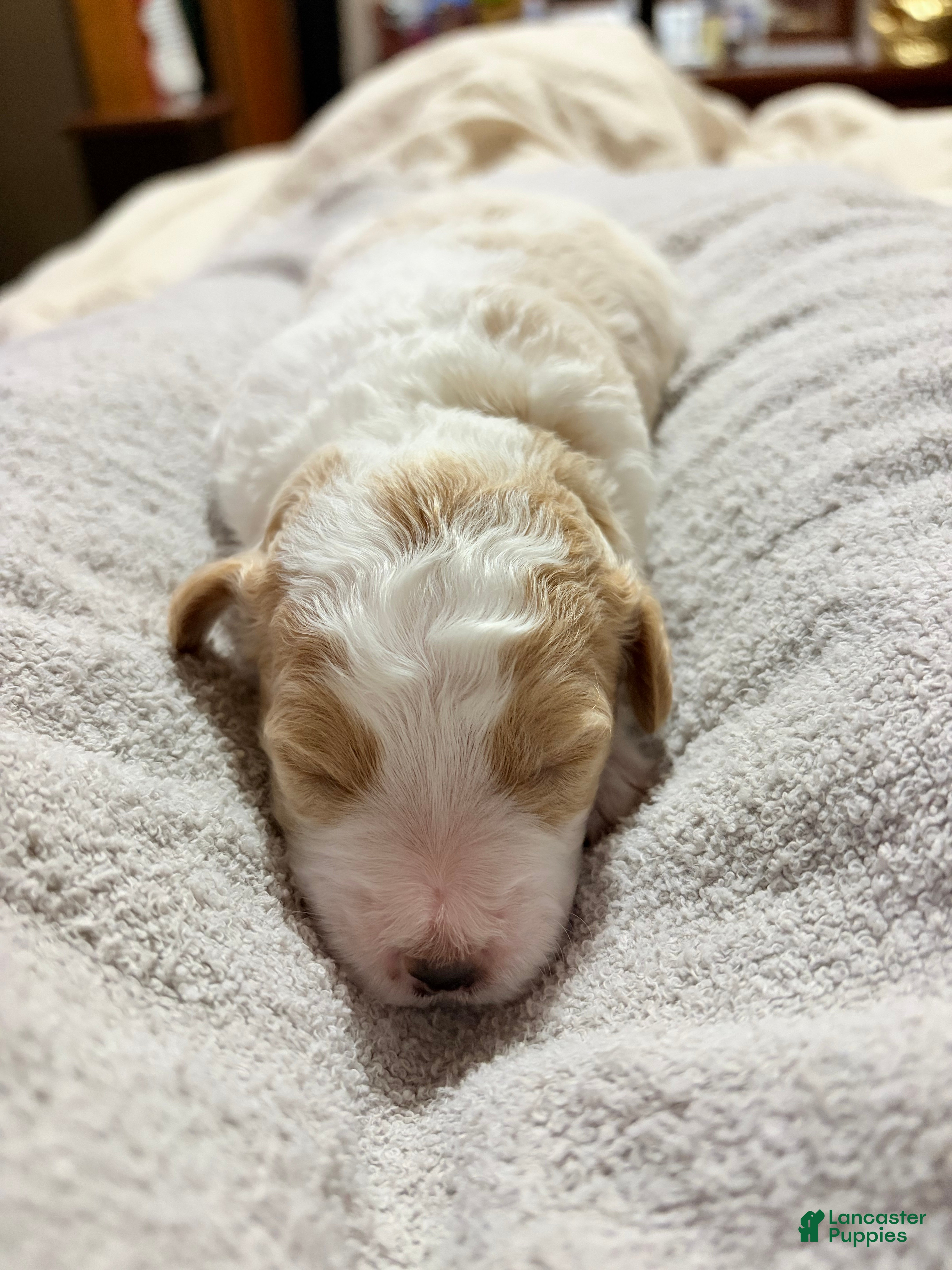 Mini Goldendoodle dogs Mini Goldendoodle Puppy 4 - Ad 24