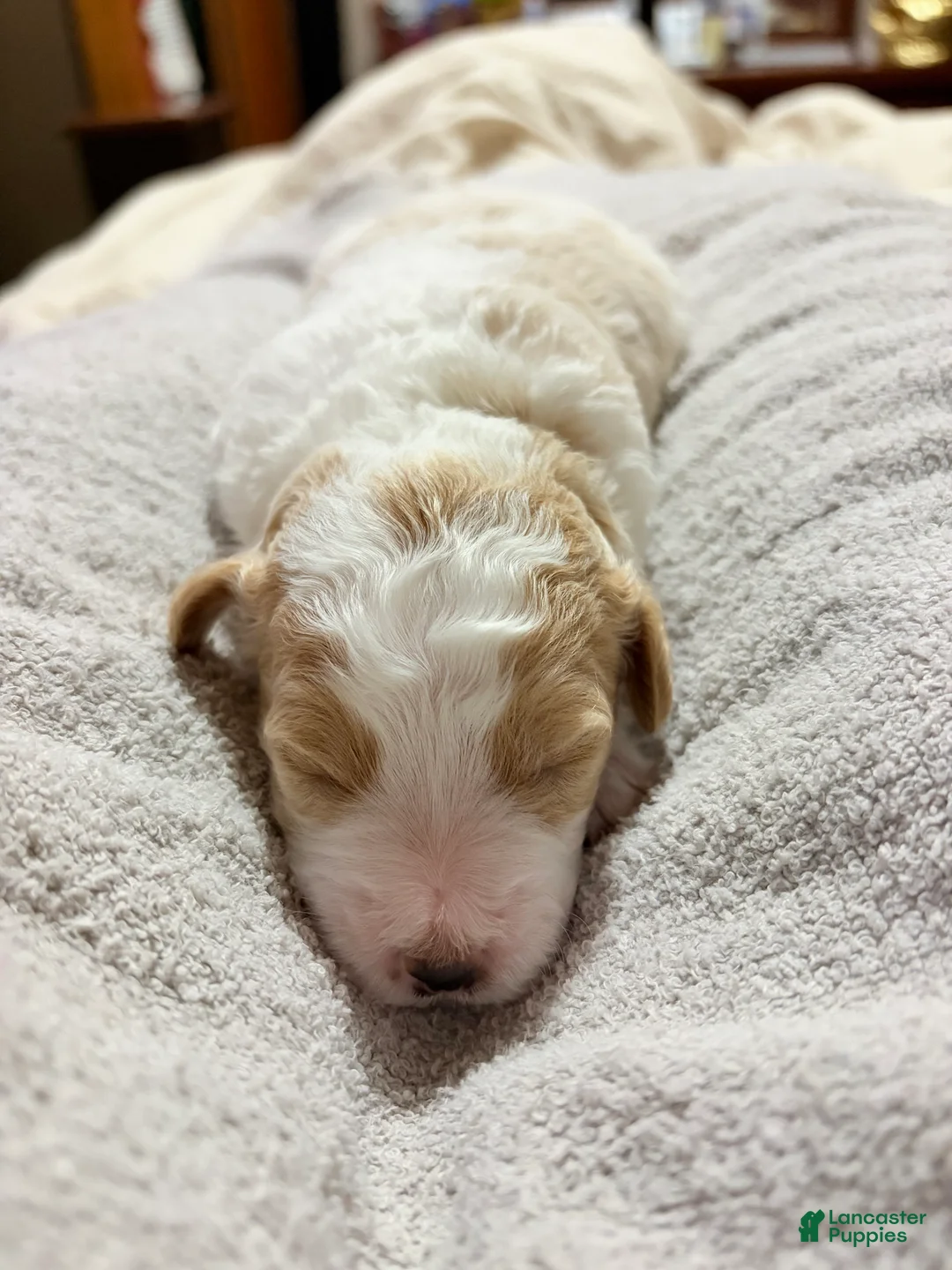 Mini Goldendoodle dogs for sale: Mini Goldendoodle Puppy 4 - Ad 1