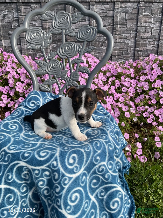 Jack Russell Terrier dogs Kyla - Ad 2