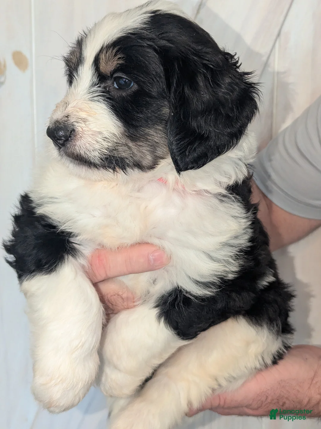 Mixed Breed dogs for sale: Lovelyn - Ad 3