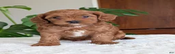 Cavapoo dogs for sale: Sara - Ad 7
