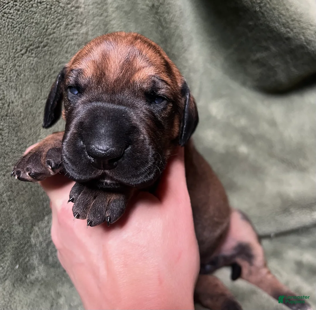 Great Dane dogs for sale: Peep - Ad 3