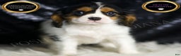 Cavalier King Charles Spaniel dogs for sale: Parker - Ad 1