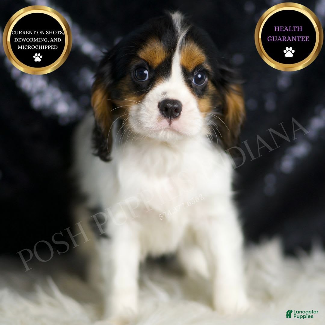 Cavalier King Charles Spaniel dogs for sale: Parker - Ad 1