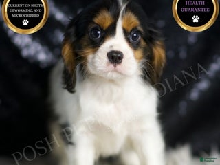 Cavalier King Charles Spaniel dogs Parker - Ad 42