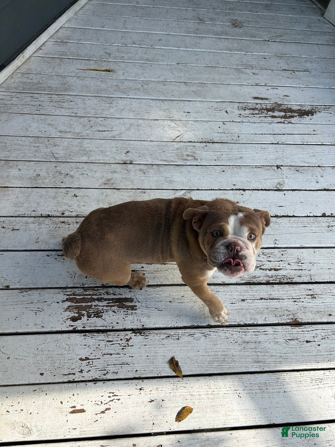 English Bulldog dogs for sale: Gucci  - Ad 5