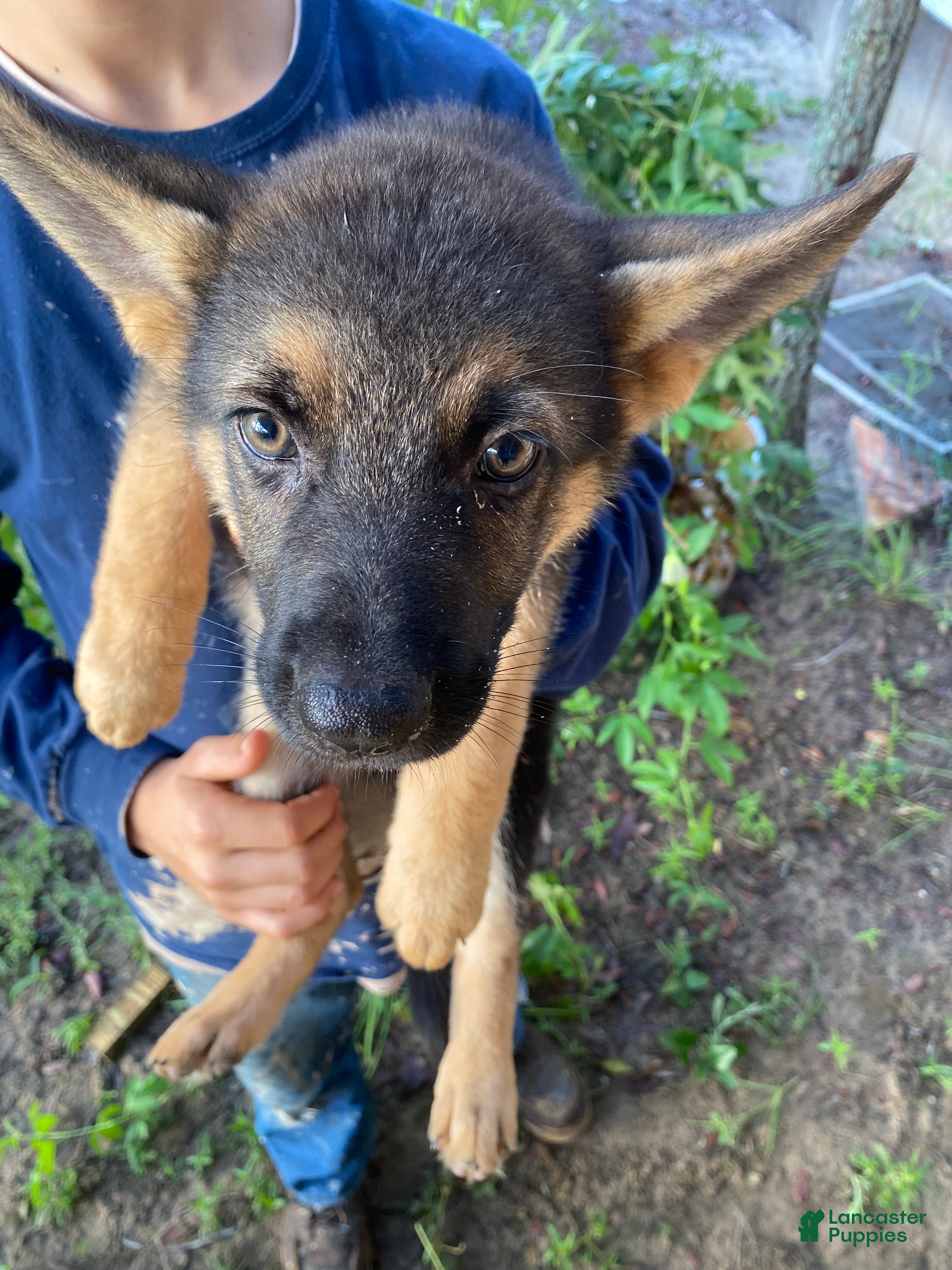 German Shepherd dogs German Shepherd 5 - Ad 7