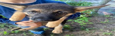 German Shepherd 5