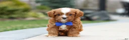 Cavapoo dogs for sale: Archie - Ad 7