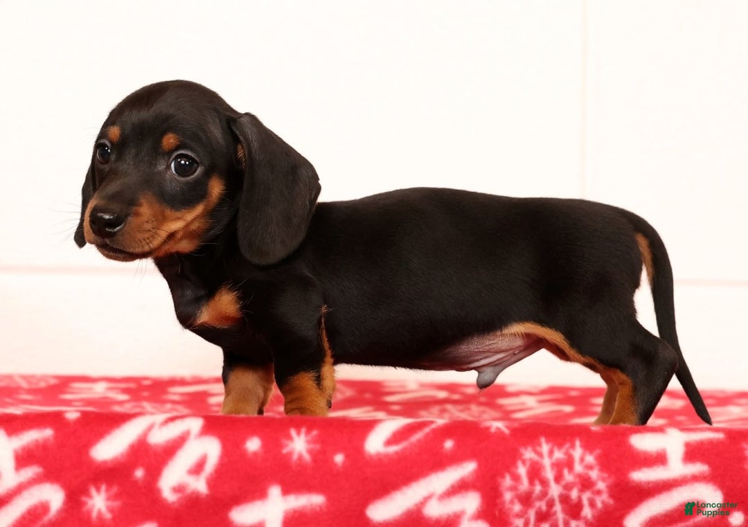 Miniature Dachshund dogs for sale: Henry - Ad 6