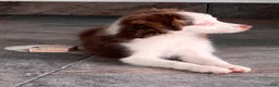 Miniature Australian Shepherd dogs for sale: Miniature Australian Shepherd 1 - Ad 5