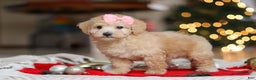 Maltipoo dogs for sale: Bonnie - Ad 2