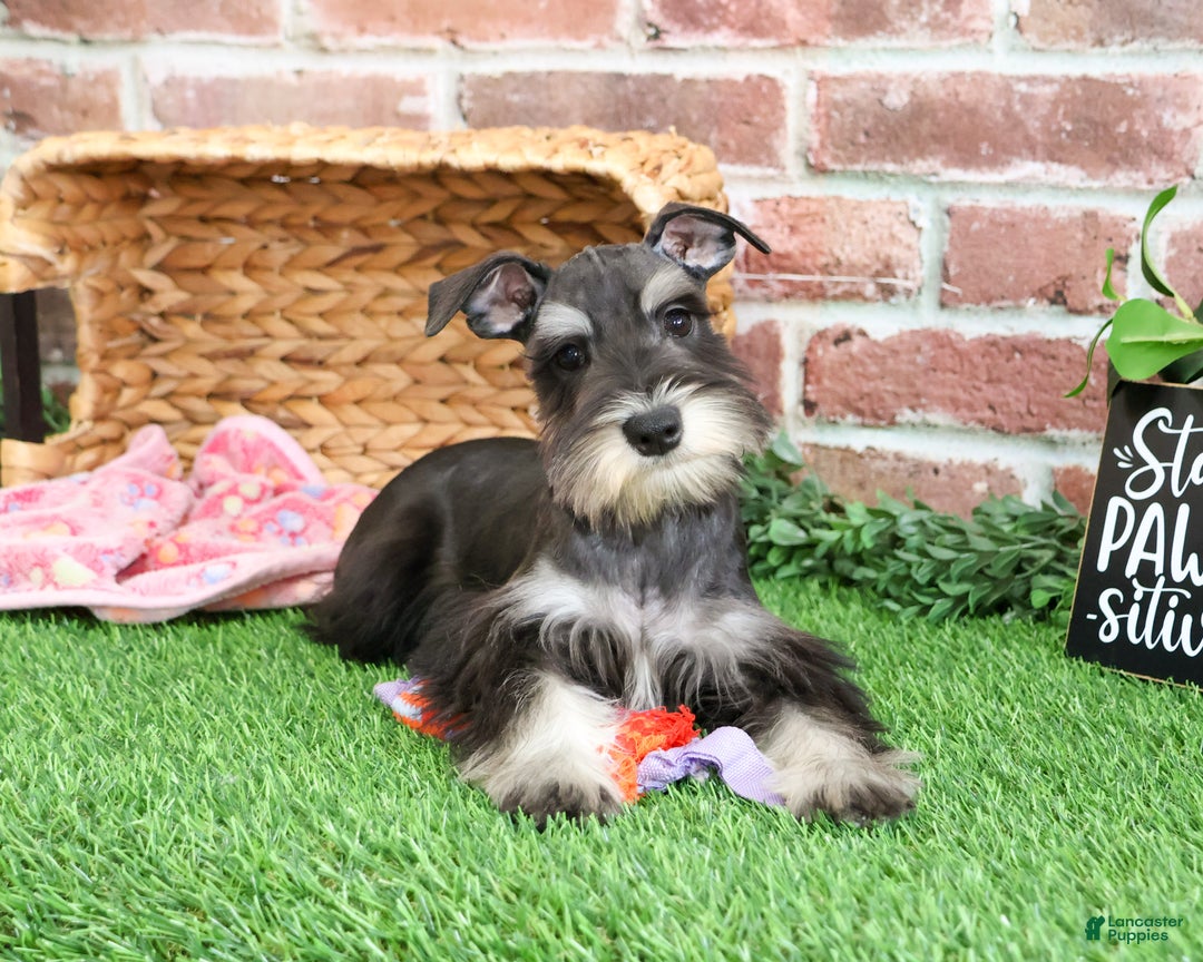 Miniature Schnauzer dogs for sale: Rita - Ad 4
