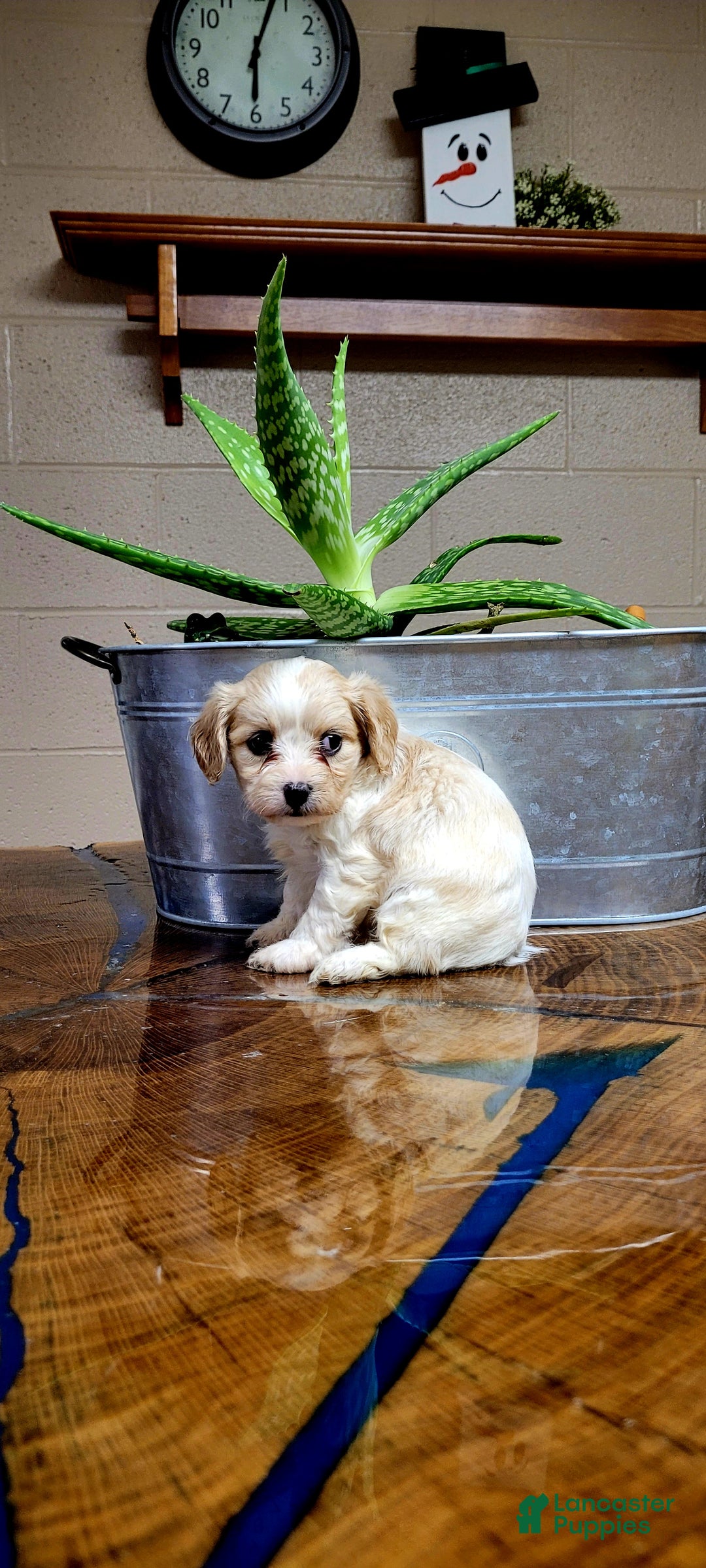 Cavachon dogs for sale: Daisy  - Ad 3