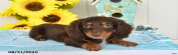 Miniature Dachshund dogs for sale: Dreamer - Ad 5