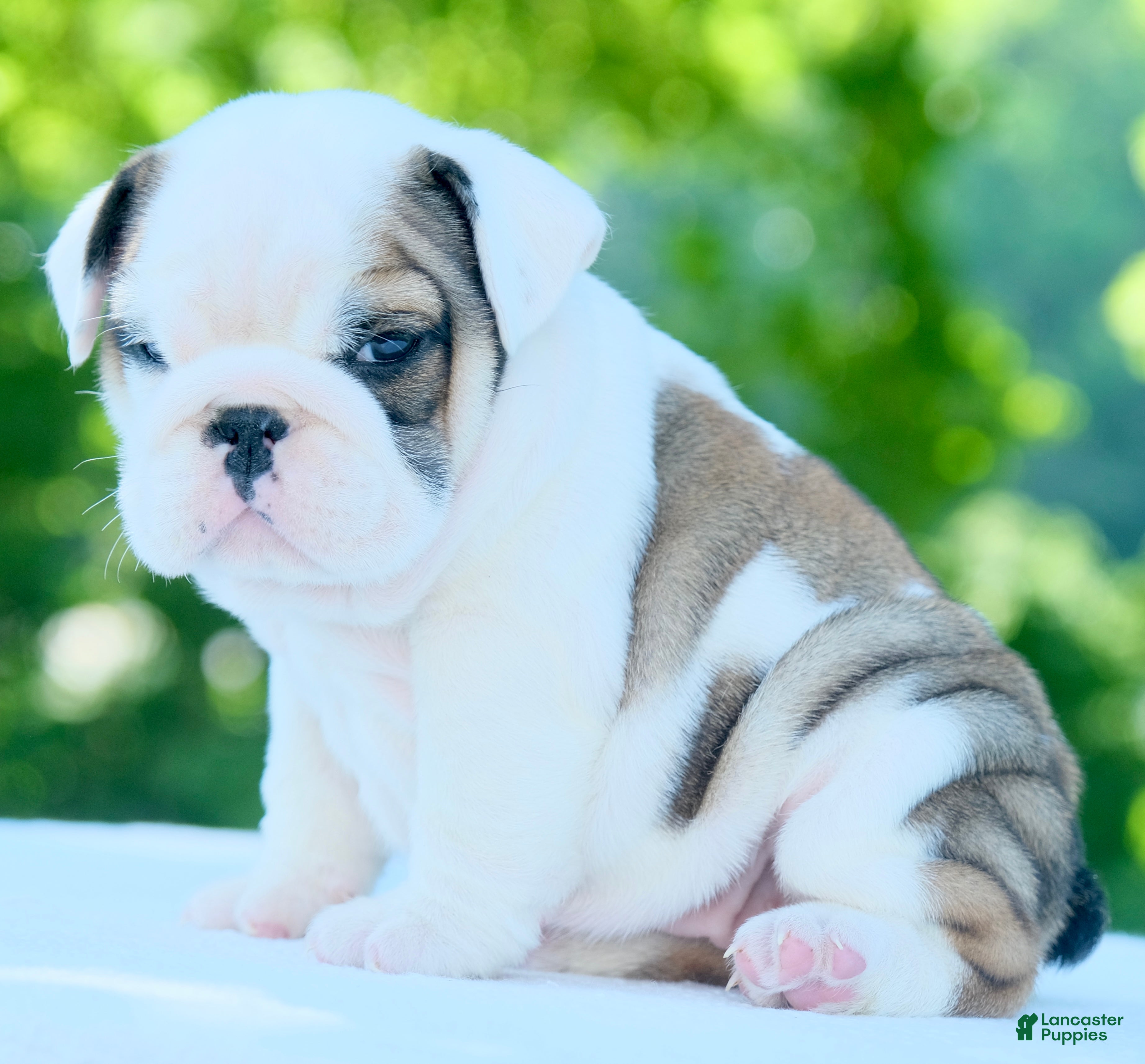 English Bulldog dogs Lily - Ad 1