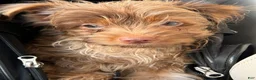 Yorkshire Terrier dogs for sale: Simba - Ad 5