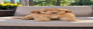 Cavapoo 2