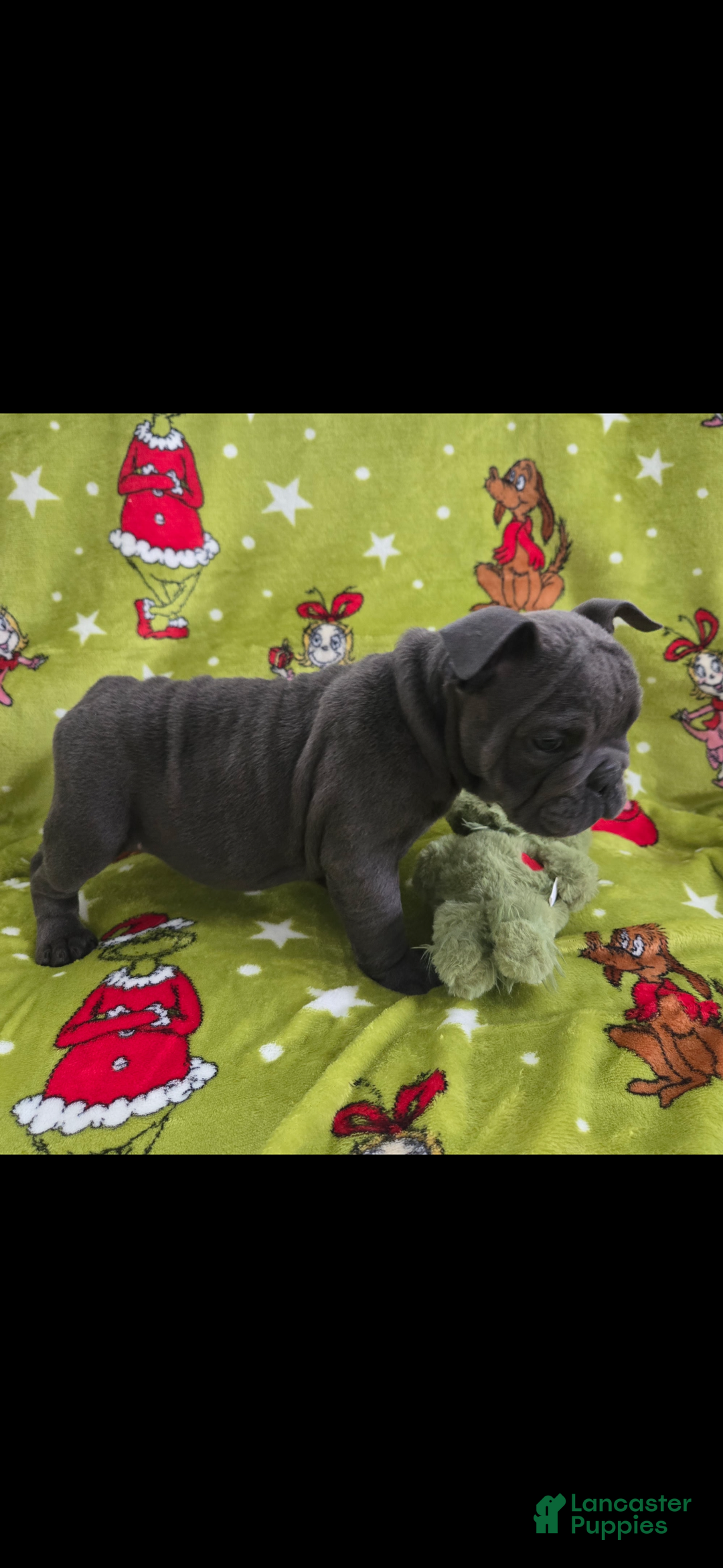 English Bulldog dogs for sale: Lucy - Ad 29