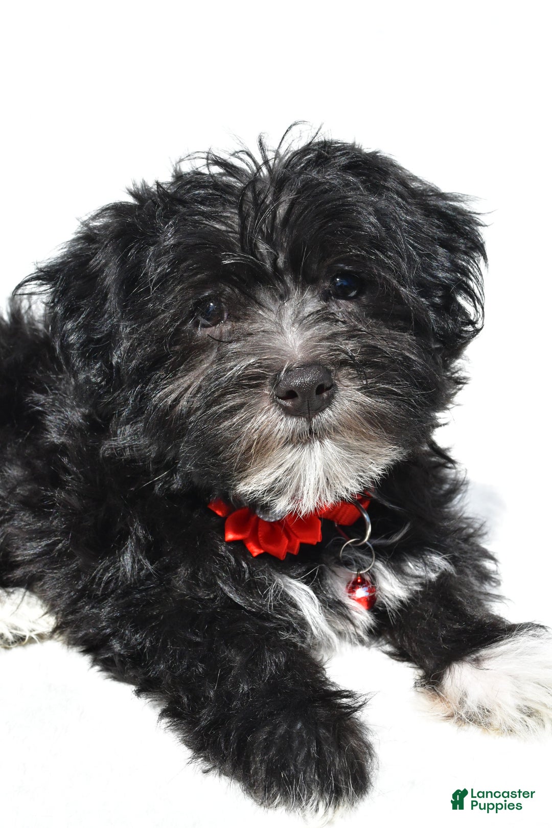 Morkie dogs for sale: Suzi - Ad 8