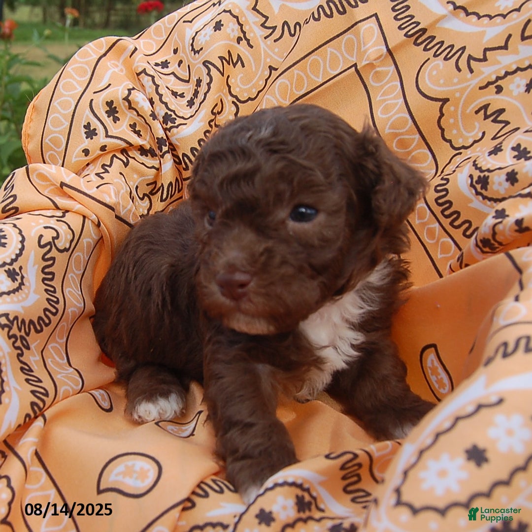 Toy Poodle dogs for sale: Bobbie - Ad 7