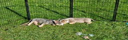 American Bully dogs for sale: American Bully 4 - Ad 14