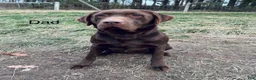 Labrador Retriever dogs for sale: Frank  - Ad 10