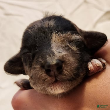 Mini Aussiedoodle dogs for sale: Pixie_Female Blue Merle Mini-Aussiedoodle - Ad 10