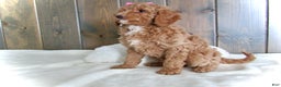 Mini Goldendoodle dogs for sale: Chloe - Ad 16