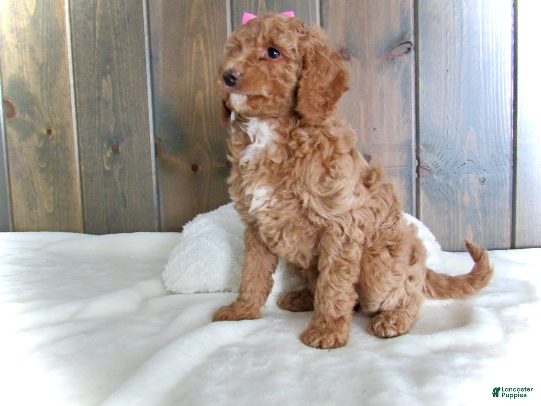 Mini Goldendoodle dogs for sale: Chloe - Ad 16