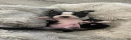 Boston Terrier dogs for sale: Diesel - Ad 3