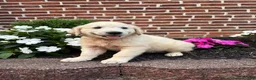 Golden Retriever dogs for sale: Georgia - Ad 3