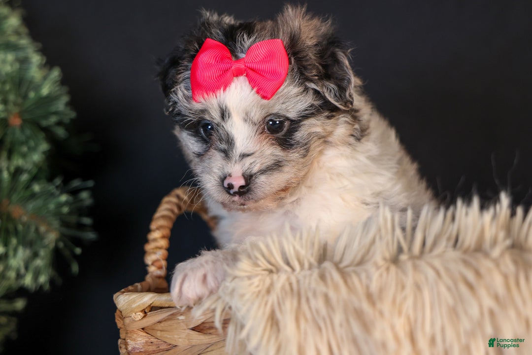 Mini Aussiedoodle dogs for sale: Gabby - Ad 10