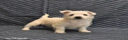West Highland Terrier dogs for sale: Keith - Ad 1