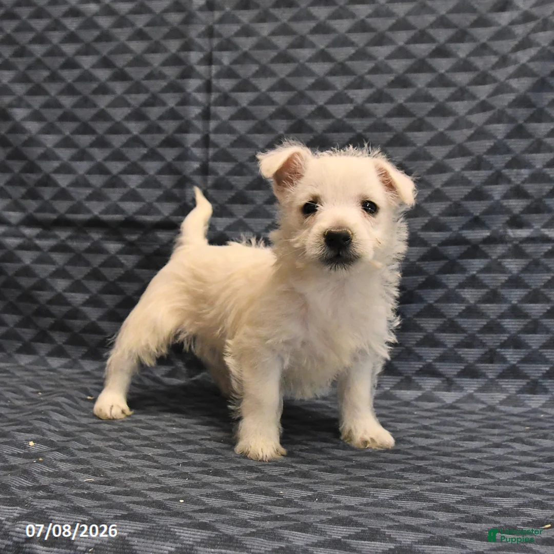 West Highland Terrier dogs for sale: Keith - Ad 1