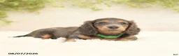 Miniature Dachshund dogs for sale: Lill - Ad 4