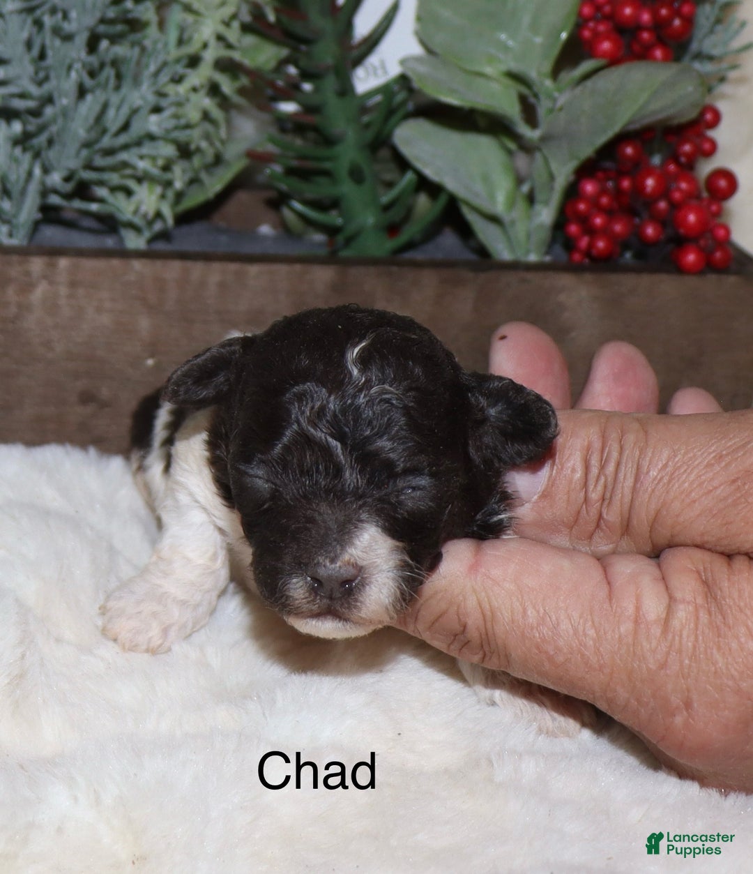 Toy Poodle dogs for sale: Chad - Ad 4