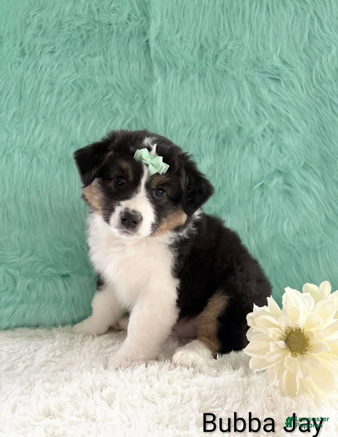 Miniature Australian Shepherd dogs for sale: Bubba Jay - Ad 2