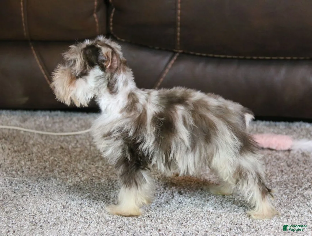 Miniature Schnauzer dogs for sale: Cosmo - Ad 5
