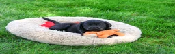 Labrador Retriever dogs for sale: Max - Ad 5