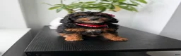 Miniature Poodle dogs for sale: Poppy - Ad 2