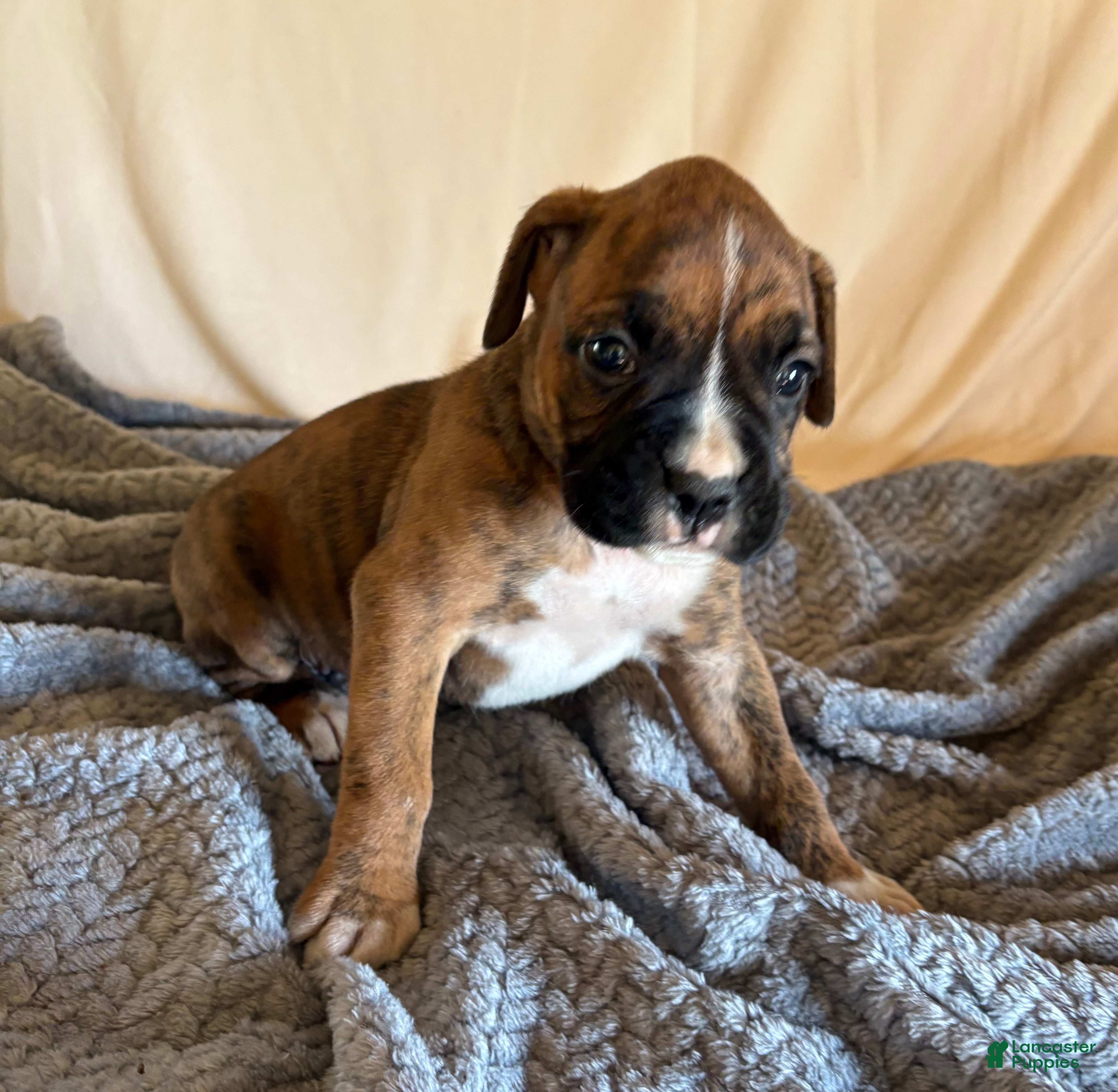Boxer dogs Boxer Puppy 4 - Ad 7